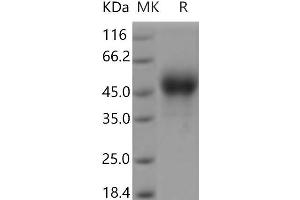 Western Blotting (WB) image for Coagulation Factor III (thromboplastin, Tissue Factor) (F3) protein (His tag) (ABIN7195151) (Tissue factor Protein (His tag))
