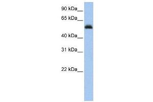 WB Suggested Anti-RUNX1  Antibody Titration: 0. (RUNX1 anticorps  (Middle Region))
