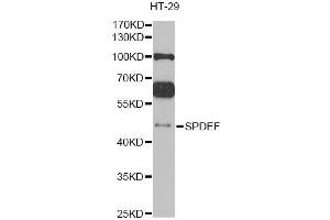 Western blot analysis of extracts of HT-29 cells, using SPDEF antibody (ABIN2560106) at 1:1000 dilution. (SPDEF/PSE anticorps)