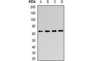 Western blot analysis of ATIC expression in MCF7 (A), HepG2 (B), HT29 (C), K562 (D) whole cell lysates.