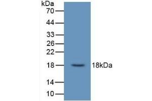 Detection of Recombinant UCN3, Human using Monoclonal Antibody to Urocortin 3 (UCN3)
