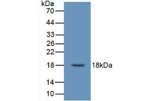 Detection of Recombinant UCN3, Human using Monoclonal Antibody to Urocortin 3 (UCN3) (UCN3 anticorps  (AA 22-161))