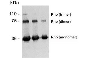 Western Blot analysis of Bovine photoreceptor membranes showing detection of Rhodopsin protein using Mouse Anti-Rhodopsin Monoclonal Antibody, Clone 4D2 (ABIN2482262).