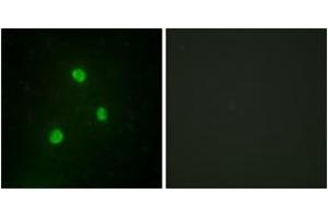 Immunofluorescence (IF) image for anti-T-Box 1 (TBX1) (AA 311-360) antibody (ABIN2889323) (T-Box 1 anticorps  (AA 311-360))