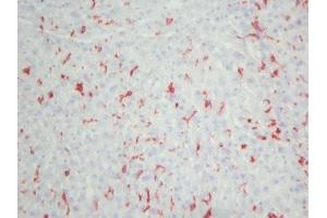 Mouse liver frozen tissue section (Macrophages (pan) anticorps)