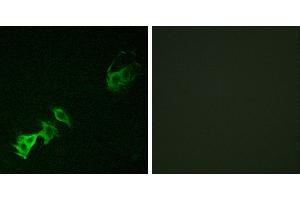 P-peptide - +Immunofluorescence analysis of A549 cells, using Abl (Phospho-Tyr393/412) antibody. (ABL1 anticorps  (pTyr393, pTyr412))