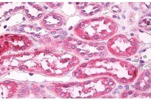 Image no. 2 for anti-Toll-Like Receptor 4 (TLR4) (AA 420-435) antibody (ABIN1491512)