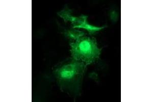 Immunofluorescence (IF) image for anti-Synaptosomal-Associated Protein, 25kDa (SNAP25) antibody (ABIN1501015) (SNAP25 anticorps)