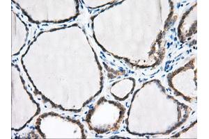 Immunohistochemical staining of paraffin-embedded Human pancreas tissue using anti-PDE4A mouse monoclonal antibody. (PDE4A anticorps)