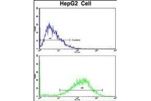 Flow cytometric analysis of HepG2 cells using SIL1 Antibody (Center)(bottom histogram) compared to a negative control cell (top histogram). (SIL1 anticorps  (AA 99-126))
