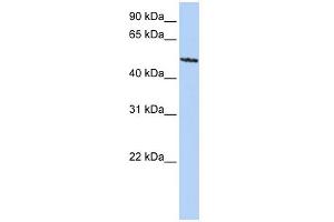 WB Suggested Anti-SIGLEC6 Antibody Titration:  0. (SIGLEC6 anticorps  (C-Term))