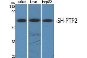 Western Blot (WB) analysis of specific cells using SH-PTP2 Polyclonal Antibody.