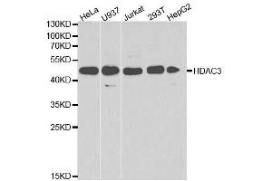 Western blot analysis of extracts of various cell lines, using HDAC3 antibody.