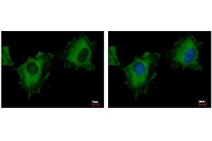 ICC/IF Image NIR1 antibody [C3], C-term detects PITPNM3 protein at cytoplasm by immunofluorescent analysis. (NIR1 anticorps  (C-Term))