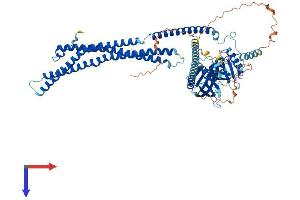 AlphaFold protein structure predicition of Mouse Recombinant Appl1 Protein, UniprotID Q8K3H0