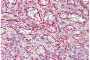 Anti-NUMB antibody IHC staining of human spleen.