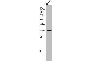Western Blot analysis of HuvEc cells using 9G8 Polyclonal Antibody