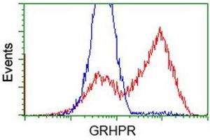 Image no. 3 for anti-Glyoxylate Reductase/hydroxypyruvate Reductase (GRHPR) antibody (ABIN1498519) (GRHPR anticorps)