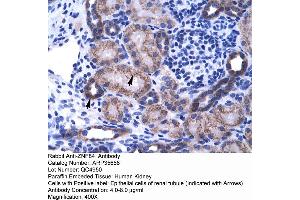 Human kidney (ZNF84 anticorps  (C-Term))