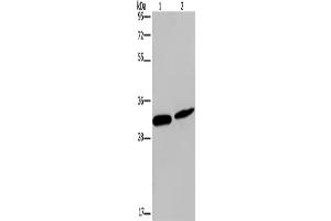 Western Blotting (WB) image for anti-Gap Junction Protein, beta 4, 30.3kDa (GJB4) antibody (ABIN2426599) (GJB4 anticorps)