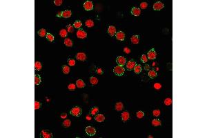 Immunofluorescence Analysis of PFA-fixed Jurkat cells labeled with CD31 Mouse Monoclonal Antibody (C31.
