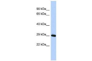 ZNF524 antibody used at 0. (ZNF524 anticorps  (N-Term))
