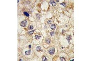 Image no. 2 for anti-Signal Sequence Receptor, alpha (SSR1) (N-Term) antibody (ABIN356936) (SSR1 anticorps  (N-Term))