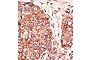 Image no. 2 for anti-Transcription Factor MafK (MAFK) (C-Term) antibody (ABIN358704) (MAFK anticorps  (C-Term))