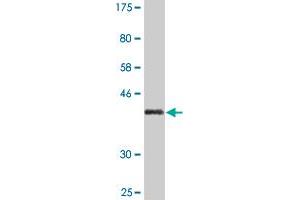 Western Blot detection against Immunogen (43.