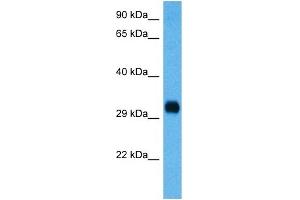 Host:  Mouse  Target Name:  CCND3  Sample Tissue:  Mouse Spleen  Antibody Dilution:  1ug/ml