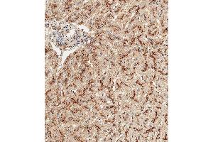 Immunohistochemical analysis of paraffin-embedded Human liver tissue using (ABIN656475 and ABIN2845755) performed on the Leica® BOND RXm.