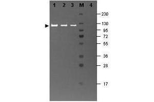 Western blotting using  Fluorescein conjugated anti-b-Galactosidase antibody shows a band at ~117 kDa (lanes 1 - 3) corresponding to 60 ng, 30 ng and 15 ng, respectively of b-Gal present in partially purified preparations (arrowhead).