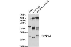 Immunoprecipitation analysis of 25 μg extracts of Mouse spleen cells using 3 μg TNFL2 antibody (ABIN6133093, ABIN6149298, ABIN6149299 and ABIN6217788).