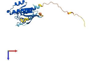 AlphaFold protein structure predicition of Mouse Recombinant Rab17 Protein, UniprotID P35292