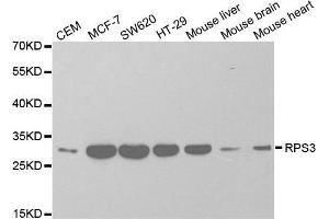 Western blot analysis of extracts of various cell lines, using RPS3 antibody. (RPS3 anticorps  (AA 1-243))