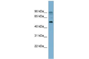 WB Suggested Anti-ZNF662 Antibody Titration:  0. (ZNF662 anticorps  (Middle Region))