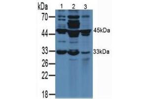 Figure. (VEGFA anticorps  (AA 27-190))