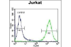 PRMT4 Antibody (Center) (ABIN655260 and ABIN2844856) flow cytometric analysis of Jurkat cells (right histogram) compared to a negative control cell (left histogram). (CARM1 anticorps  (AA 346-377))