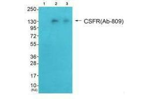 Western blot analysis of extracts from HeLa cells (Lane 2) and HepG2 cells (Lane 3), using CSFR (Ab-809) antiobdy.