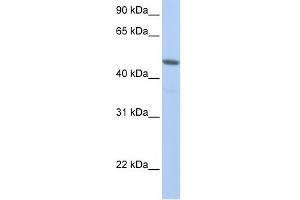 NXF3 antibody used at 1 ug/ml to detect target protein. (NXF3 anticorps  (N-Term))