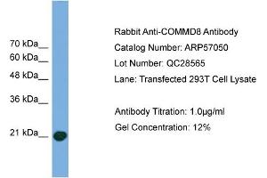 WB Suggested Anti-COMMD8  Antibody Titration: 0. (COMMD8 anticorps  (Middle Region))