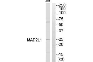 Western blot analysis of extracts from A549 cells, using MAD2L1 antibody.