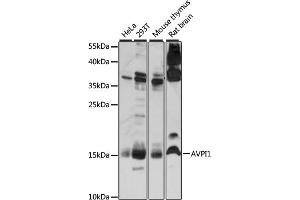 Western blot analysis of extracts of various cell lines, using  antibody (ABIN7265665) at 1:1000 dilution. (AVPI1 anticorps  (AA 1-147))