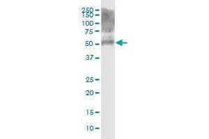 KRT39 MaxPab polyclonal antibody.