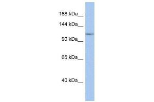 NFKB1 antibody (70R-10525) used at 0.