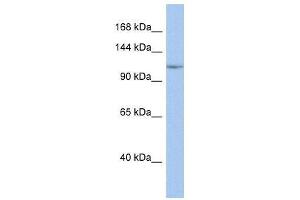 NFKB1 antibody (70R-10525) used at 0. (NFKB1 anticorps  (Middle Region))