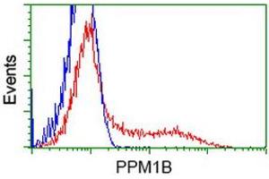 HEK293T cells transfected with either RC212918 overexpress plasmid (Red) or empty vector control plasmid (Blue) were immunostained by anti-PPM1B antibody (ABIN2454649), and then analyzed by flow cytometry. (PPM1B anticorps)