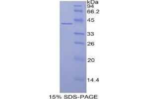 SDS-PAGE analysis of Human Histone Cluster 3, H2a Protein. (HIST3H2A Protéine)