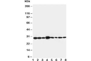 Western blot testing of LASP1 antibody and Lane 1:  rat liver  ;  2: rat spleen;  3: rat intestine;  4: Jurkat;  5: MCF-7;  6: A431;  7: HeLa;  8: 293T.