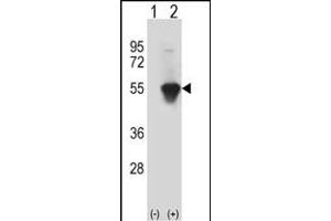 Western blot analysis of MINA (arrow) using rabbit polyclonal MINA Antibody (C-term) (ABIN387880 and ABIN2844089). (MINA anticorps  (C-Term))